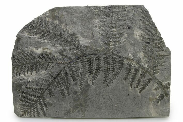 Carboniferous Fossil Fern (Odontopteris) - France #338607